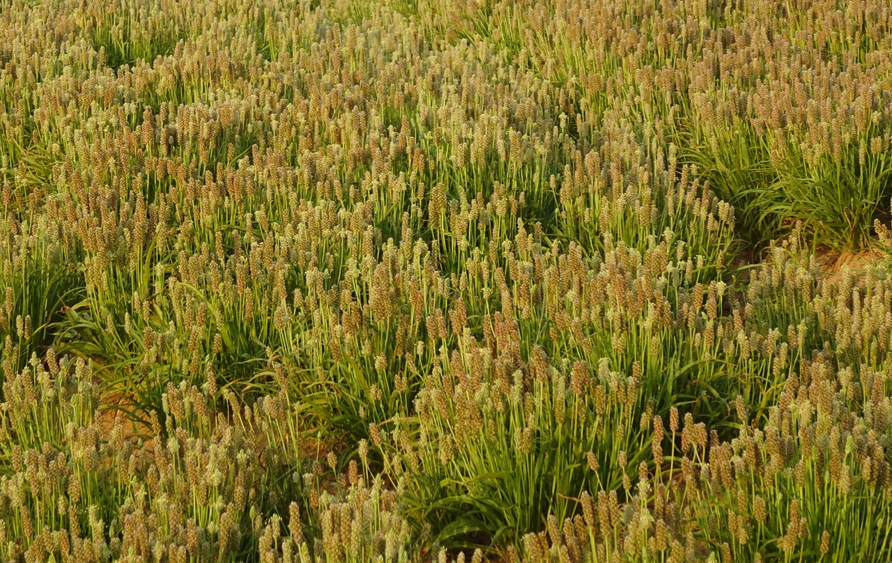 Psyllium camp